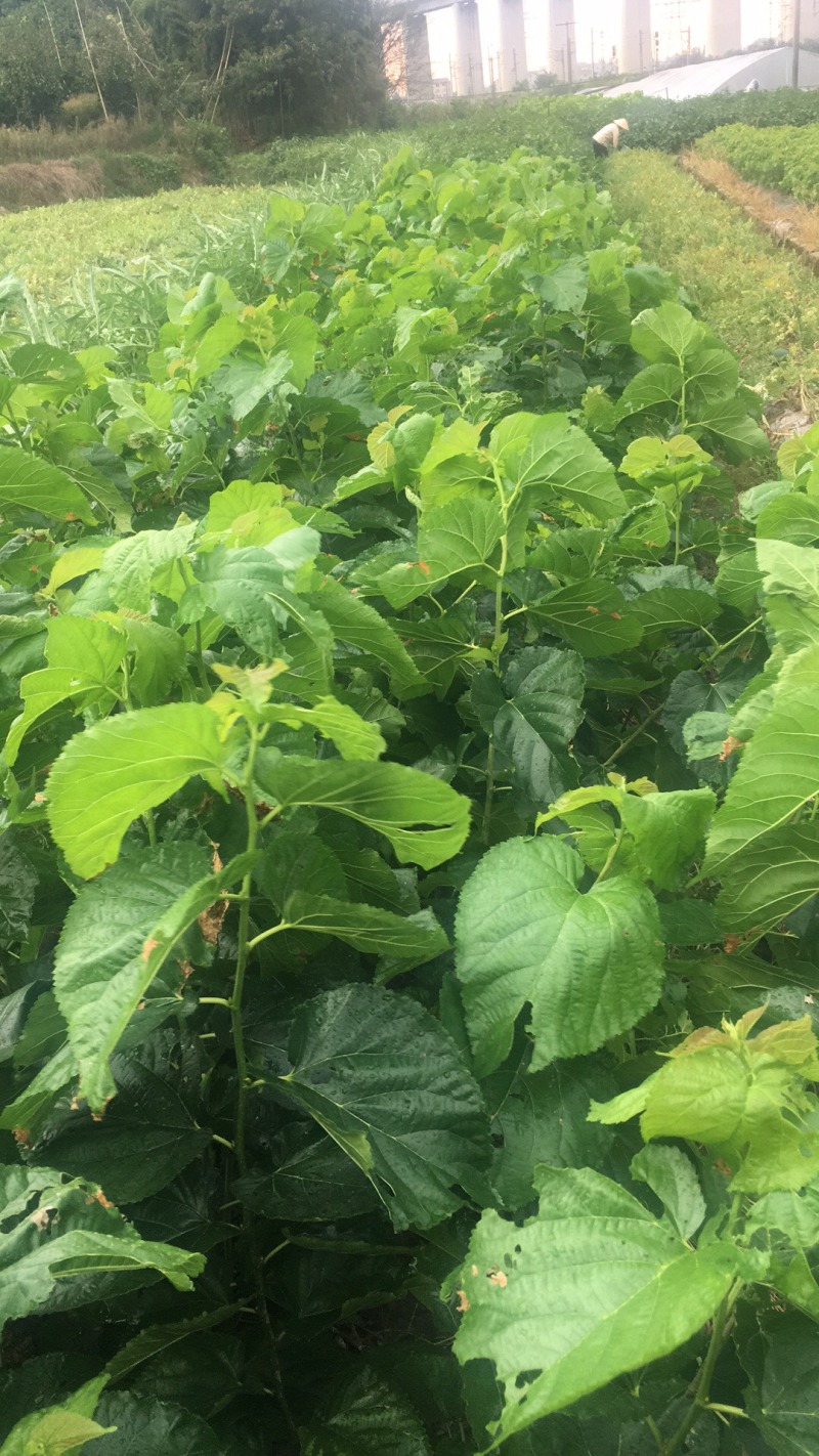 无籽大十桑椹苗种植地栽，现挖现卖。南北都可以种植。根系