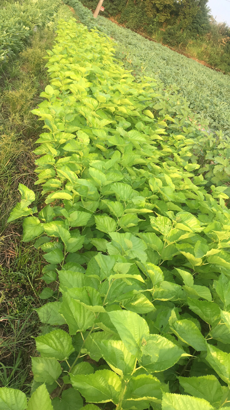 无籽大十桑椹苗种植地栽，现挖现卖。南北都可以种植。根系