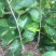 无籽大十桑椹苗种植地栽，现挖现卖。南北都可以种植。根系