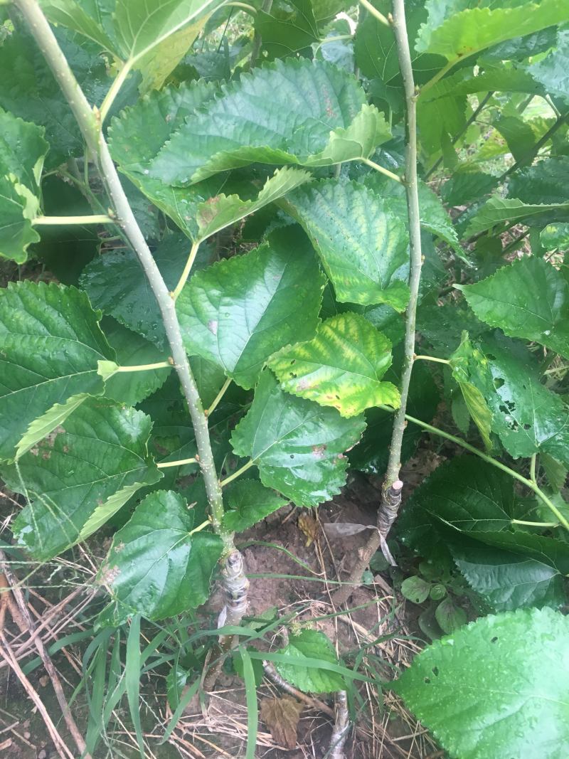 无籽大十桑椹苗种植地栽，现挖现卖。南北都可以种植。根系
