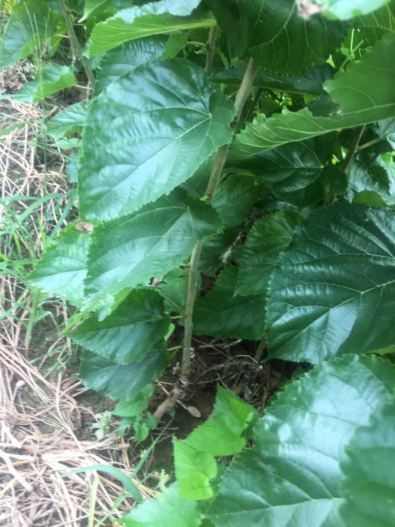 无籽大十桑椹苗种植地栽，现挖现卖。南北都可以种植。根系