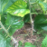 无籽大十桑椹苗种植地栽，现挖现卖。南北都可以种植。根系