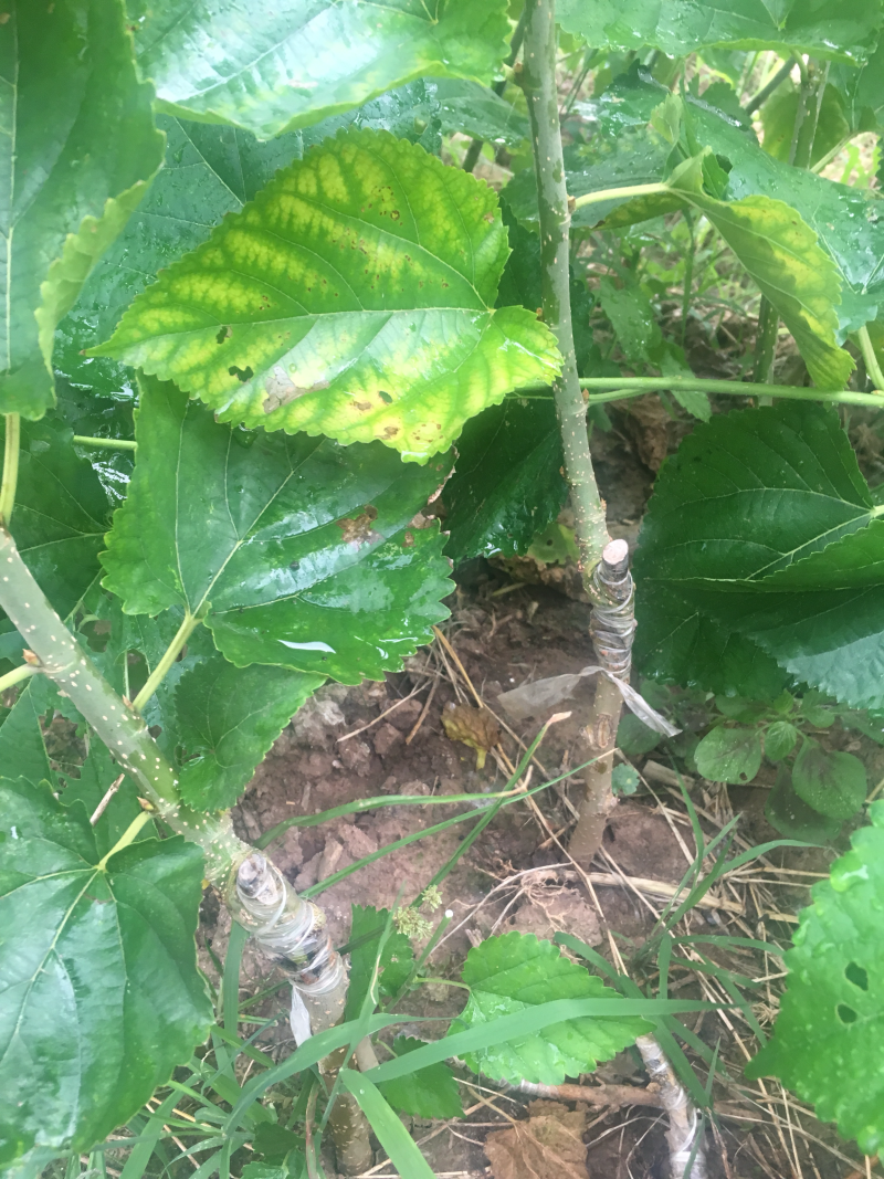 无籽大十桑椹苗种植地栽，现挖现卖。南北都可以种植。根系
