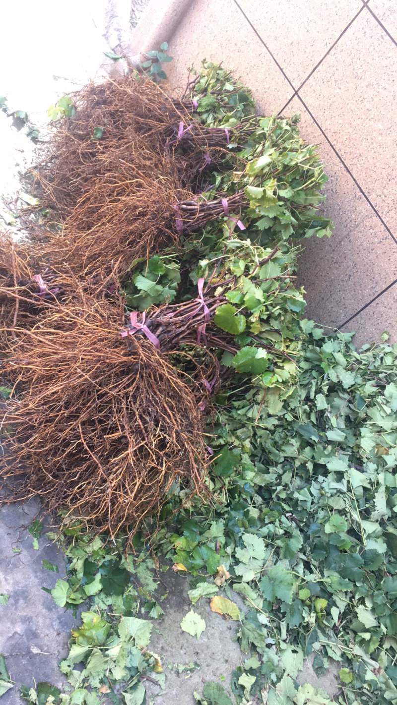 葡萄苗。指导盆栽。地栽，山栽苗圃直供欢迎咨询