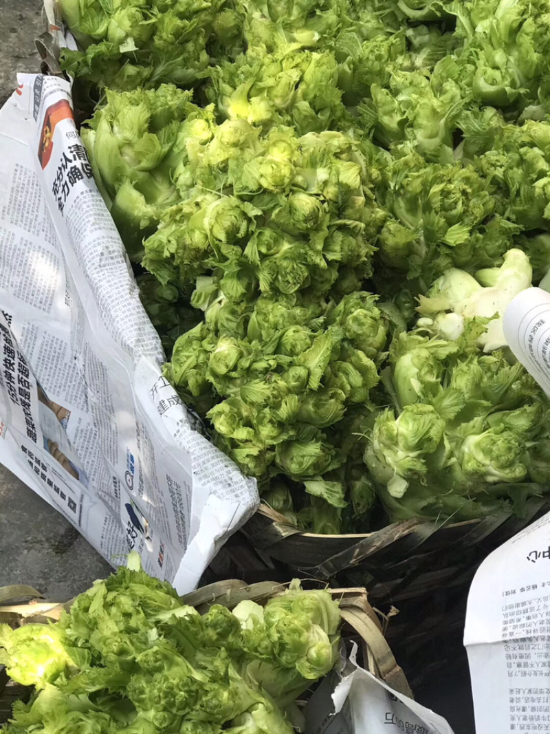 儿菜大量供应