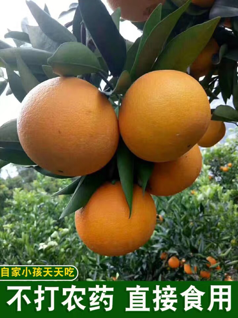 秭归脐橙九月红已上市，需要的老板请联系