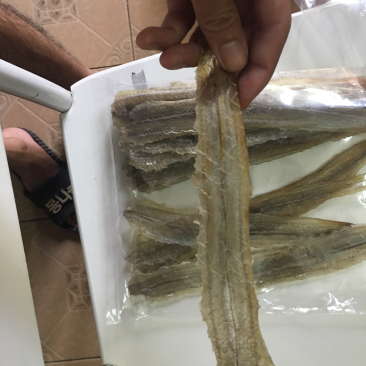 白鳗鱼海鳗鱼干