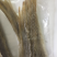 白鳗鱼海鳗鱼干