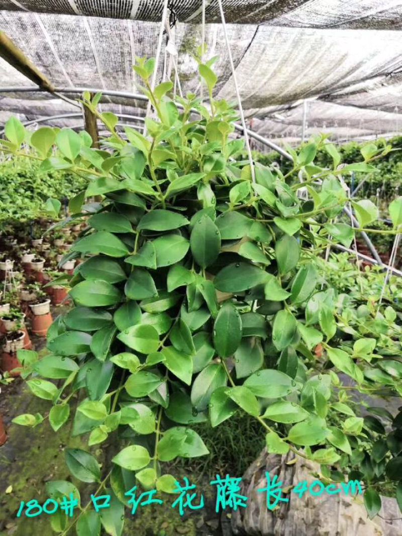 小盆栽-180口红花