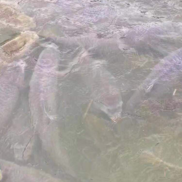 长年配送10至15，15至20，20至30斤水库鱼