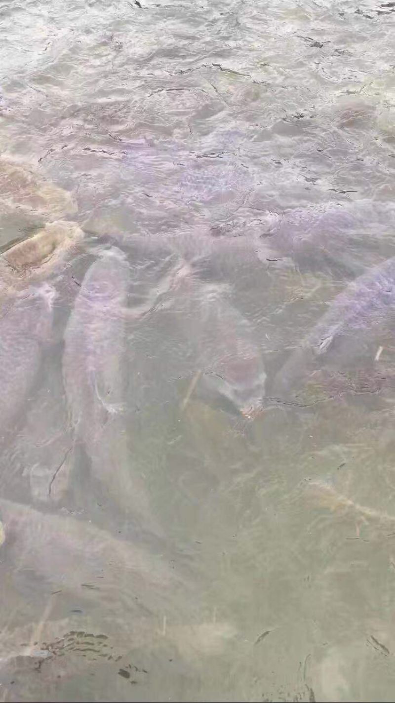 长年配送10至15，15至20，20至30斤水库鱼