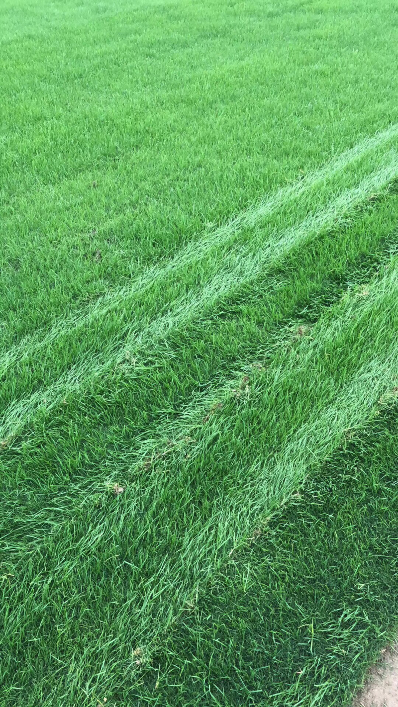 草坪