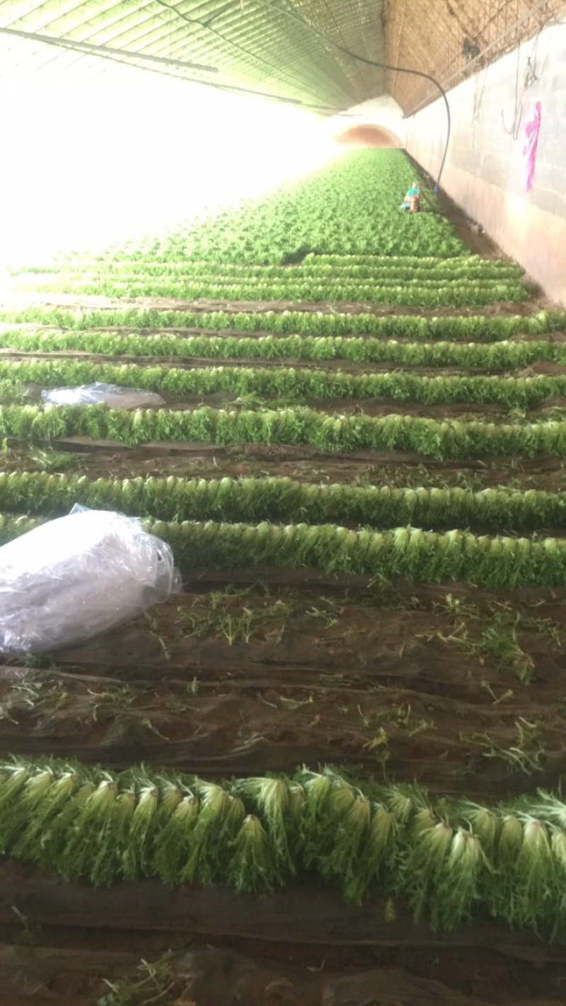 精品苦苣
