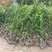 纹母树蚊母苗，纹母，文母树苗，绿离树，规格全，绿化苗
