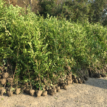 纹母树蚊母苗，纹母，文母树苗，绿离树，规格全，绿化苗