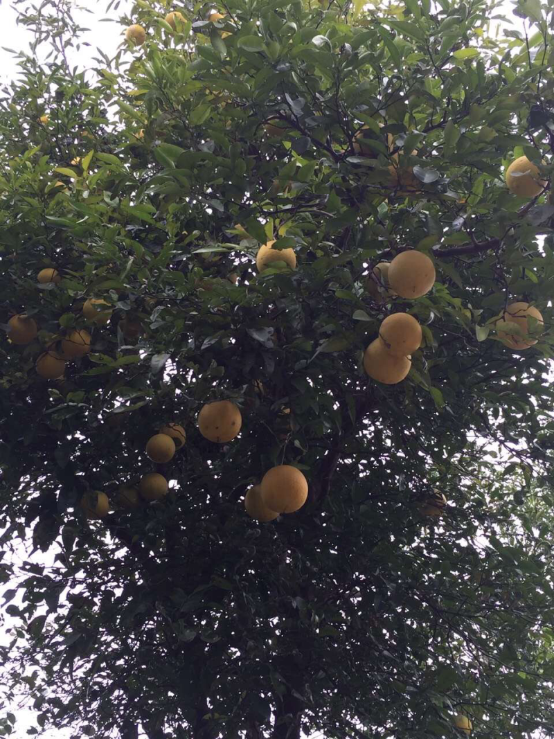 香橼，香橼树苗3-12公分，