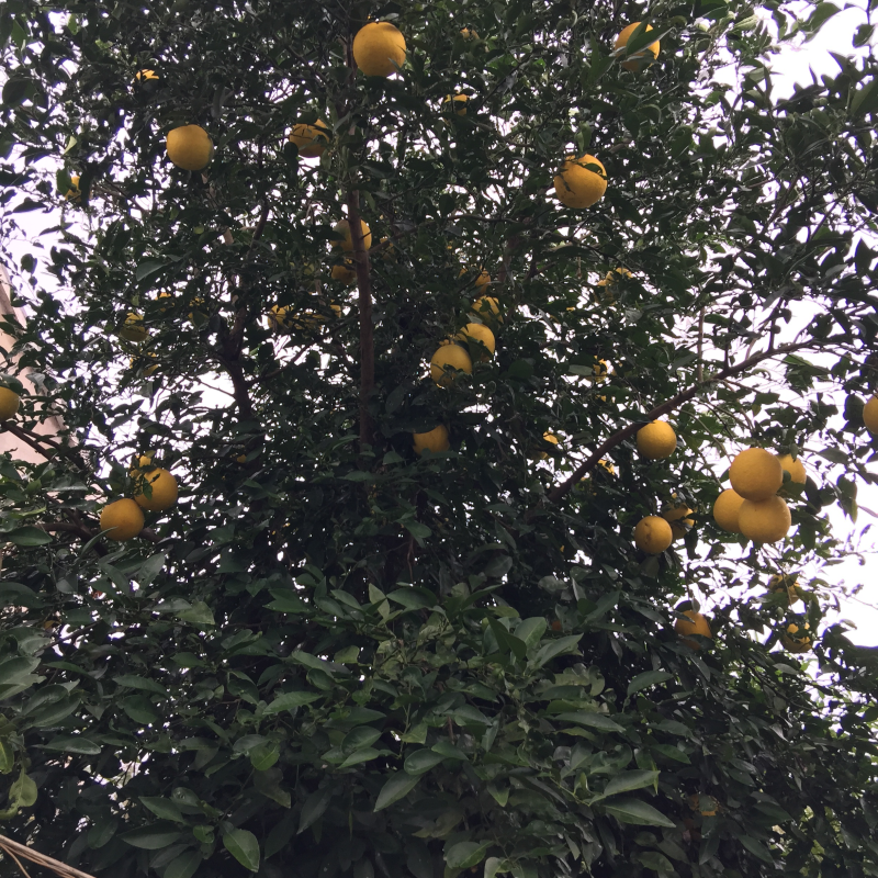 香橼，香橼树苗3-12公分，