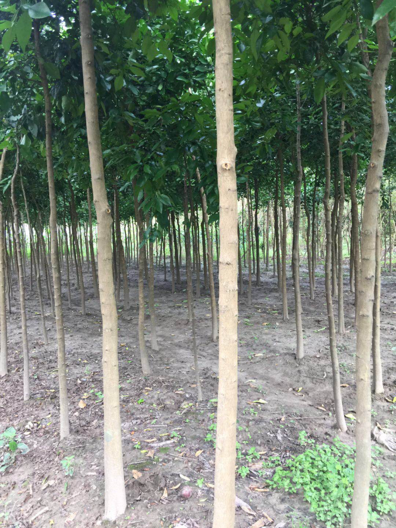香橼，香橼树苗3-12公分，