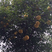 香橼树苗香园树2-15公分，香橼树苗木
