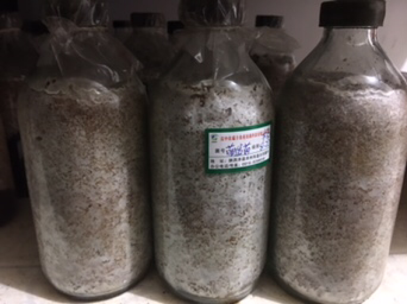萌发菌原种大量现货供应