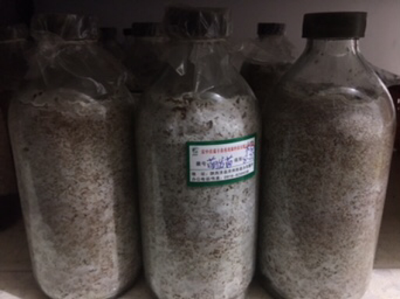萌发菌原种大量现货供应