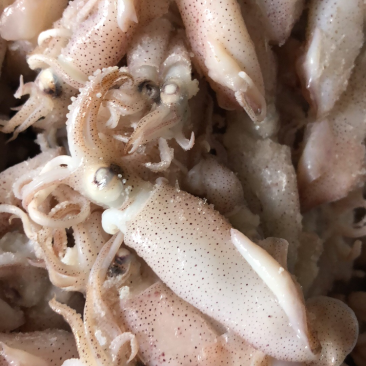 鲜虾皮，海兔，海米