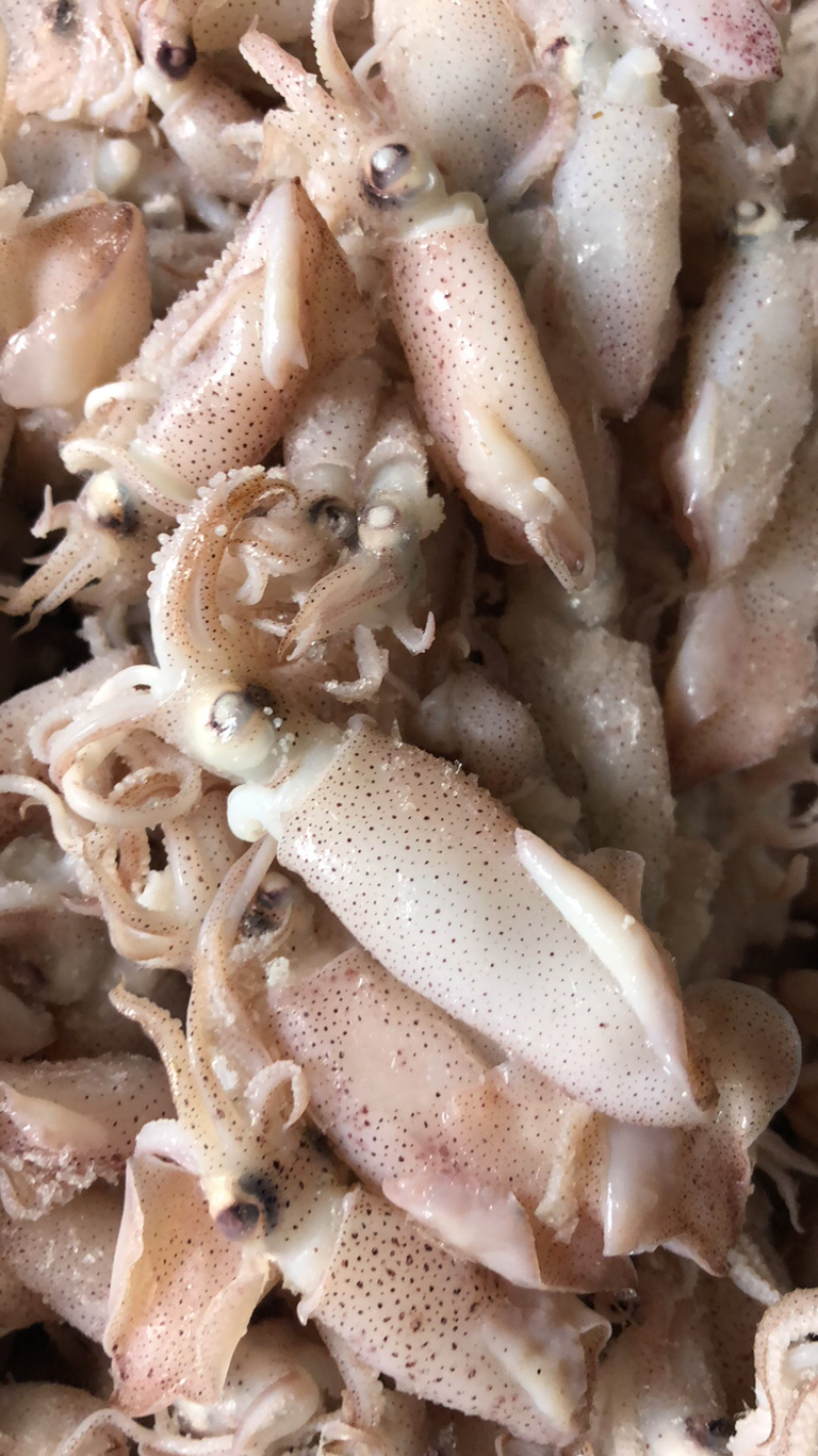 鲜虾皮，海兔，海米