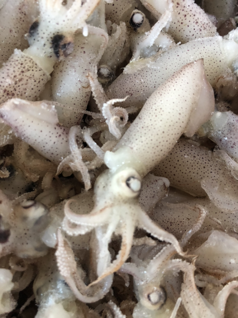 鲜虾皮，海兔，海米