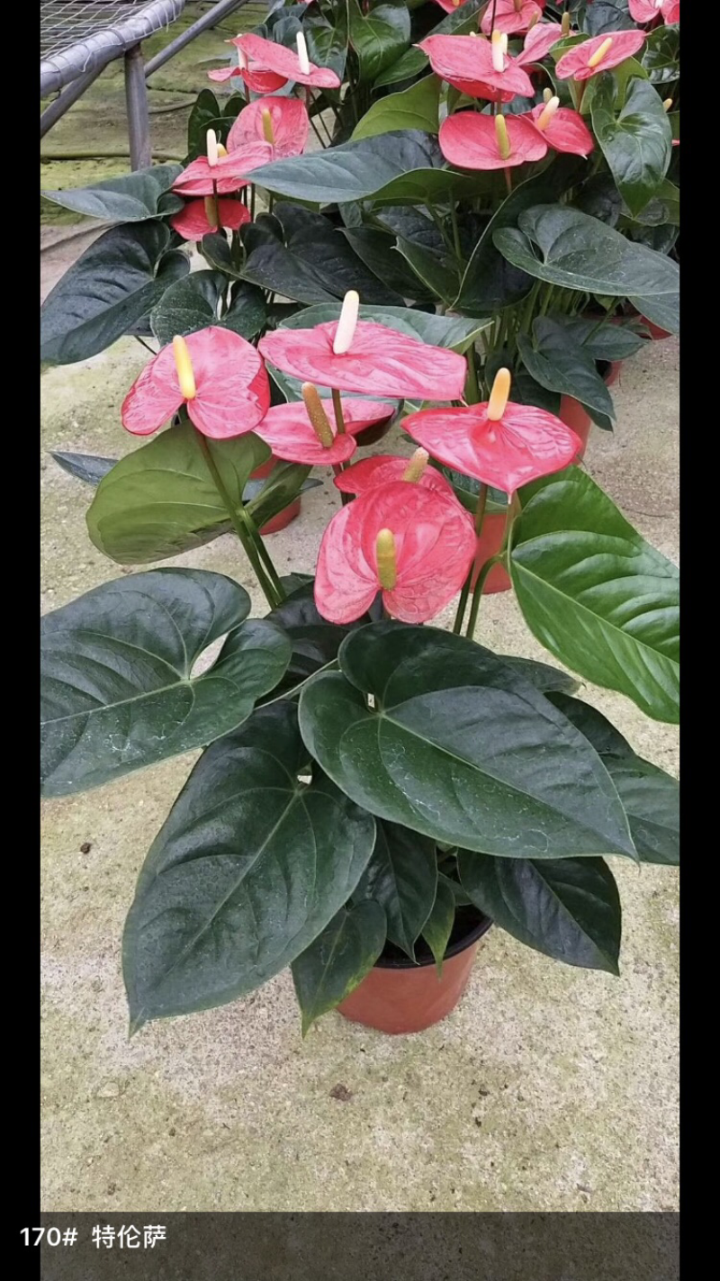 特轮萨红掌，粉掌，白掌