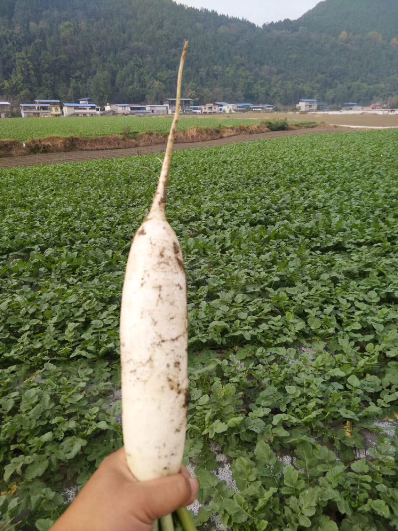 白萝卜