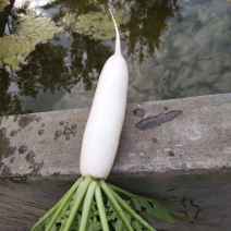 白萝卜