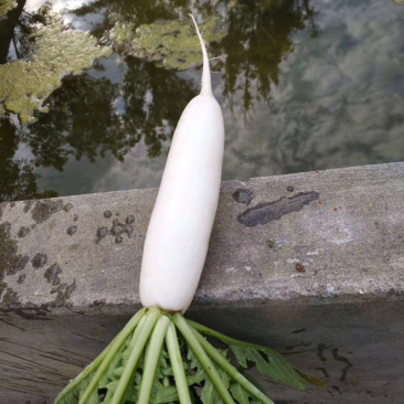 白萝卜
