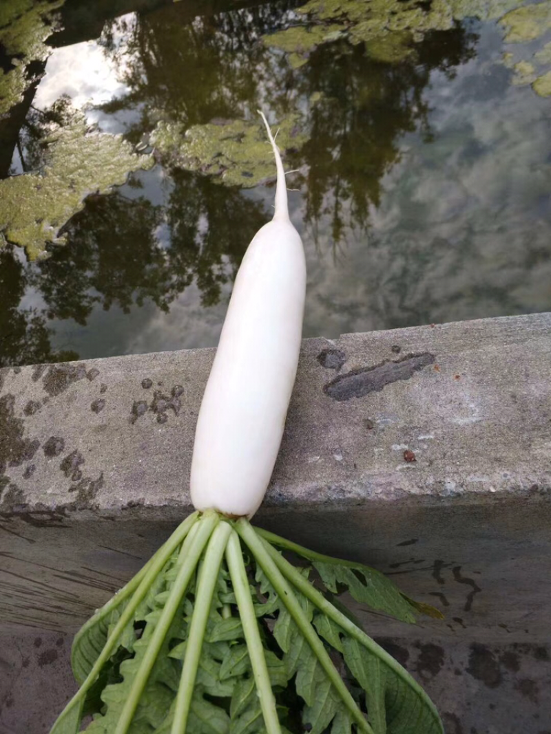 白萝卜