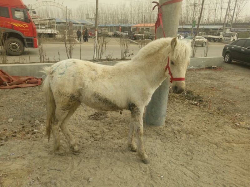 蒙古马400~500kg