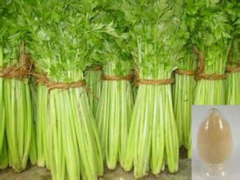 西芹60cm以上