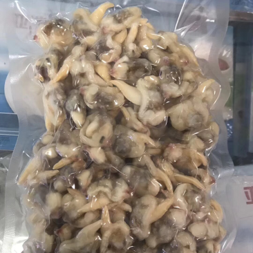 沙蚬子