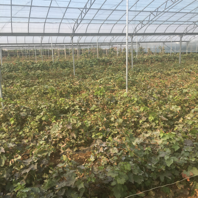 1年生甜蜜宝石蓝无核葡萄苗大量