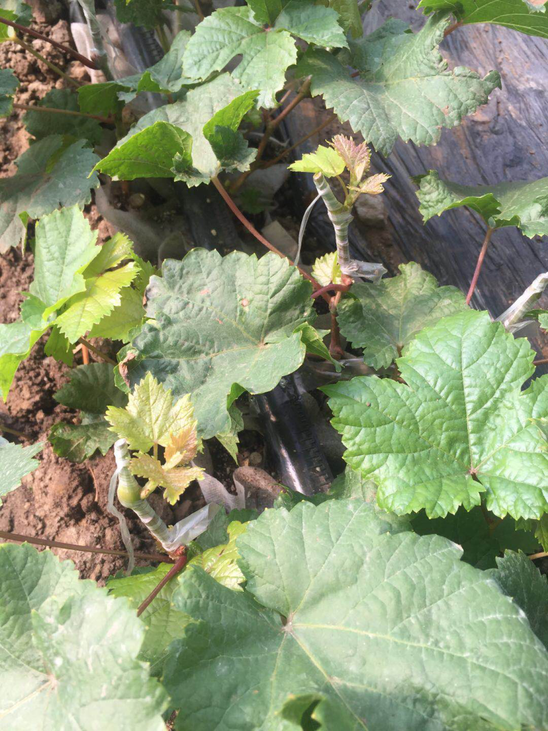 1年生甜蜜宝石蓝无核葡萄苗大量