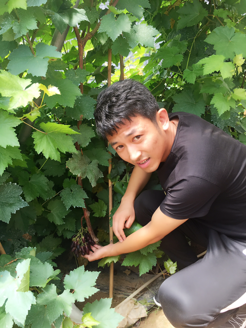 1年生甜蜜宝石蓝无核葡萄苗大量