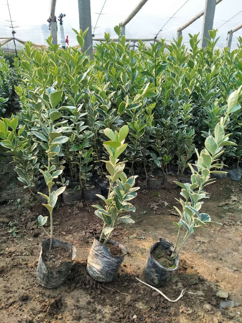 大叶黄杨，卫矛，金叶女贞，金边黄杨，北海道黄杨