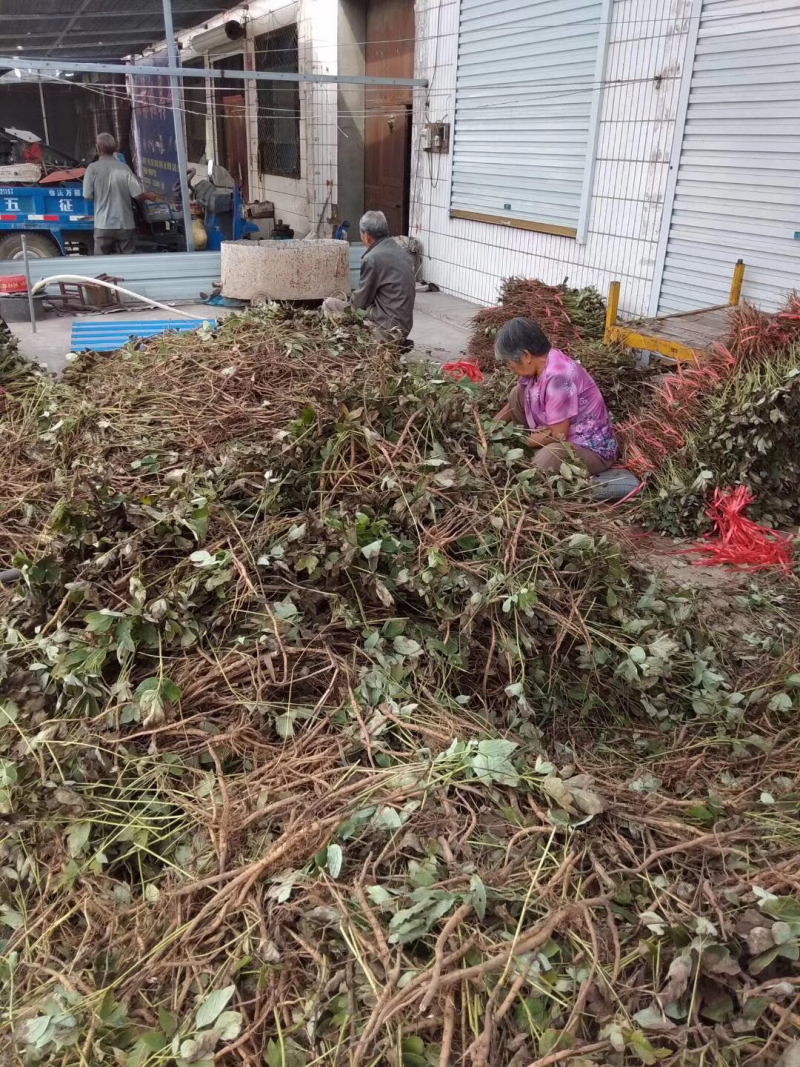 山西药用牡丹苗，1年到多年凤单牡丹苗基地直发。