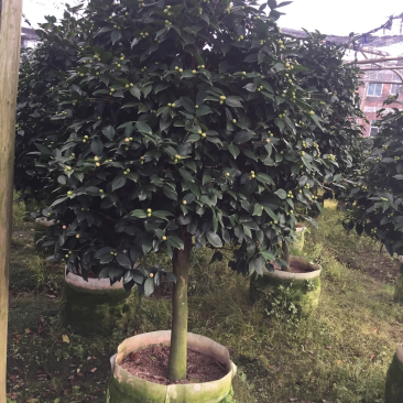 香茶花（烈香茶花、香妃茶花）盆栽花卉园林绿化苗木四季常青
