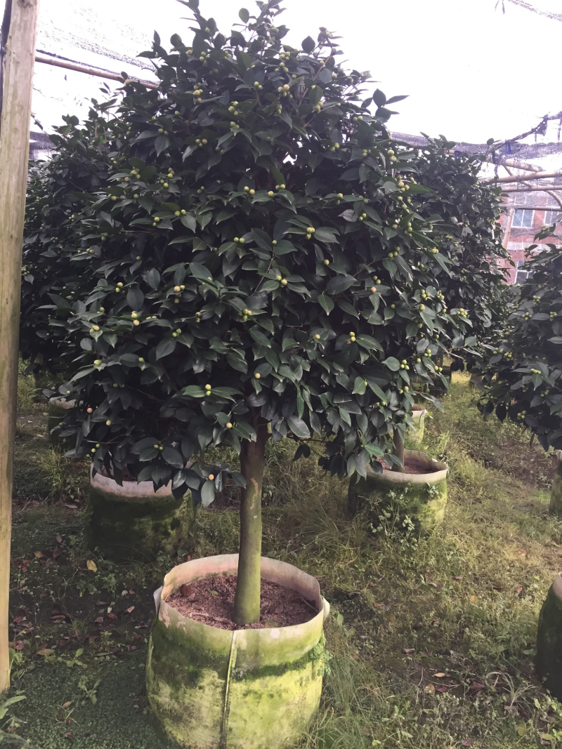 香茶花（烈香茶花、香妃茶花）盆栽花卉园林绿化苗木四季常青