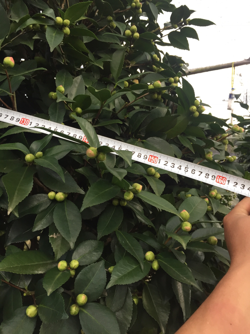 香茶花（烈香茶花、香妃茶花）盆栽花卉园林绿化苗木四季常青