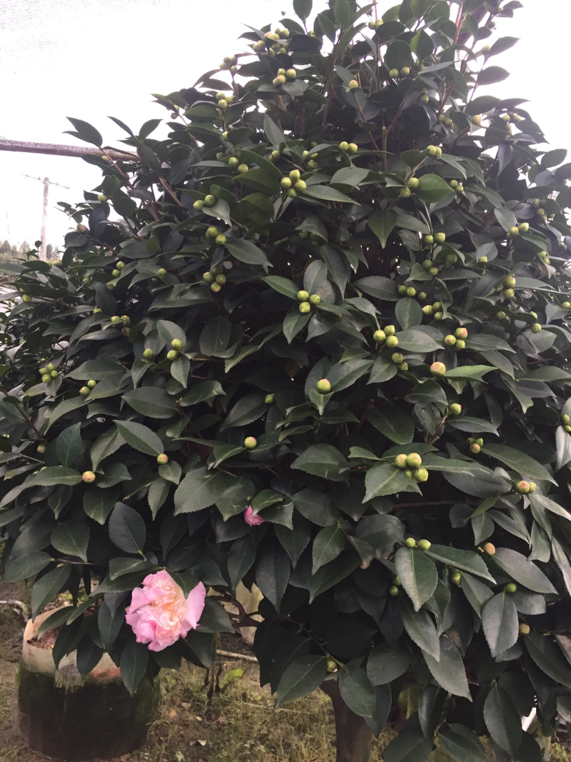 香茶花（烈香茶花、香妃茶花）盆栽花卉园林绿化苗木四季常青