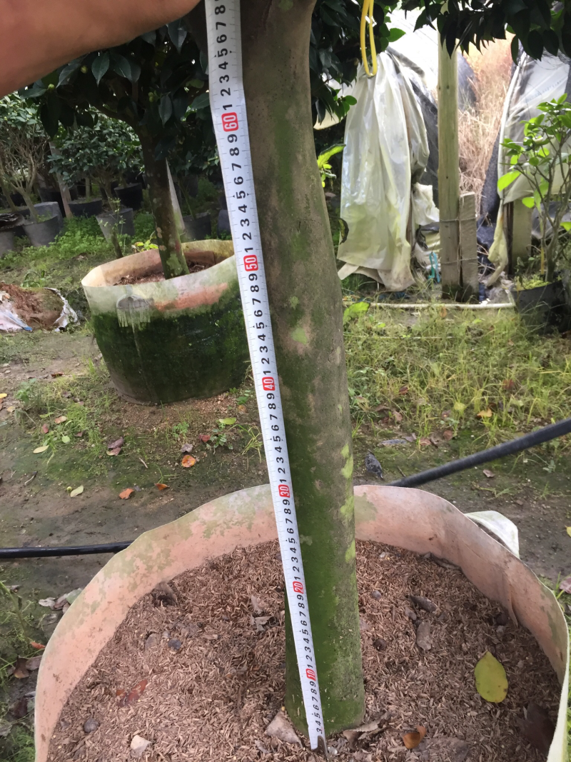 香茶花（烈香茶花、香妃茶花）盆栽花卉园林绿化苗木四季常青