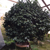 茶花（白十八学士茶花）一树多色盆栽花卉园林绿化四季常青