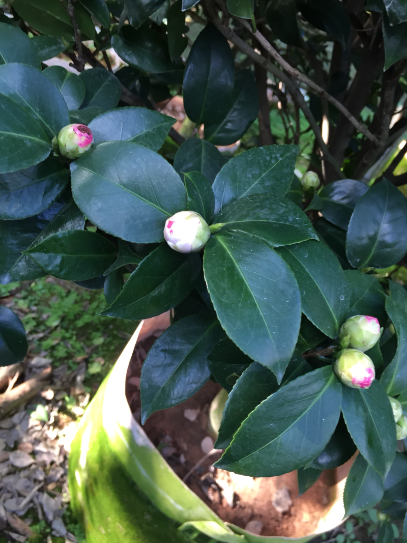 茶花（白十八学士茶花）一树多色盆栽花卉园林绿化四季常青