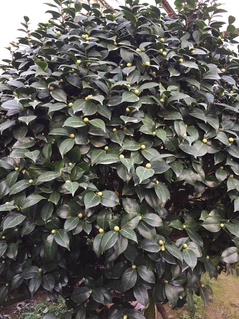 茶花（白十八学士茶花）一树多色盆栽花卉园林绿化四季常青