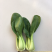常年供应精品小油菜，物美价廉，诚信经营，欢迎朋友们选购